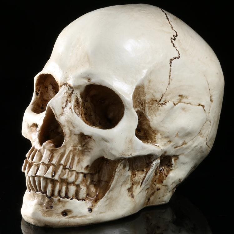 Physiological human head