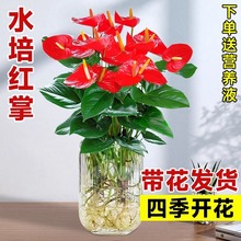 水培红掌白掌盆栽花卉一帆风顺植物四季开花室内好养绿植鸿运当头