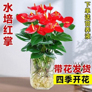 Hydroponic Red and White Anthurium Potted Flowers, Peace Lily Plants That Bloom All Seasons, Easy-To-Care-For Indoor Green Plants with Good Luck