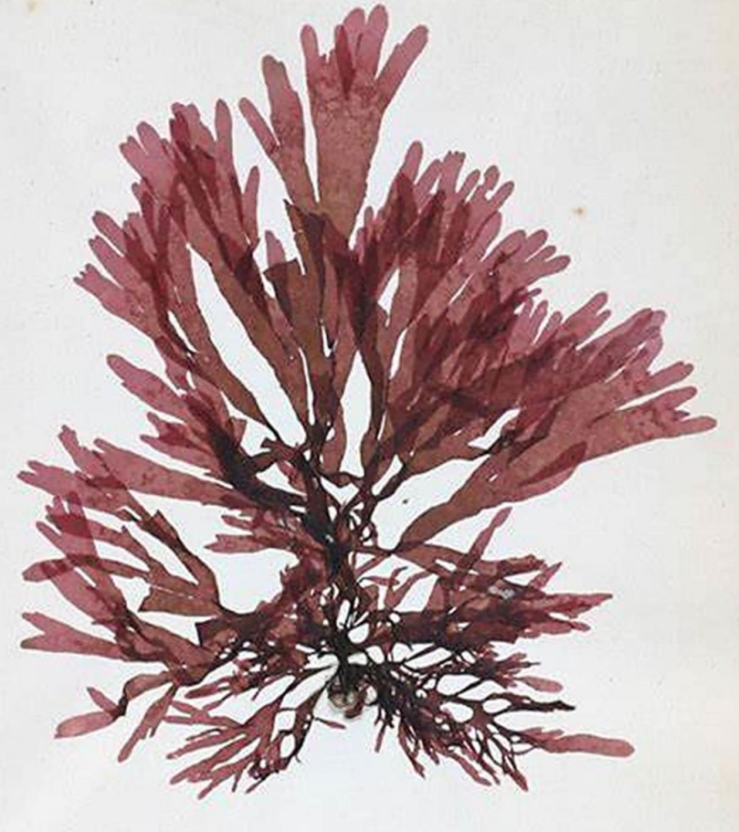 ���׻����������ȡ��Whitonyl