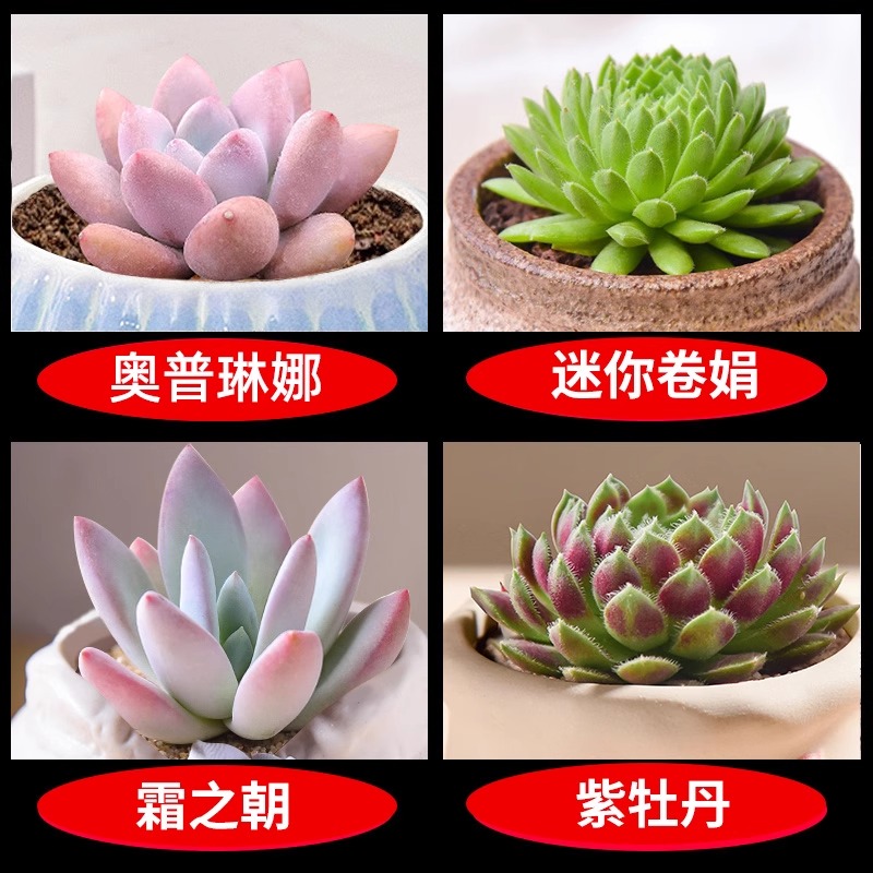 오플리나 + 미니 롤 + 프로스트 모닝 + 퍼플 피오니