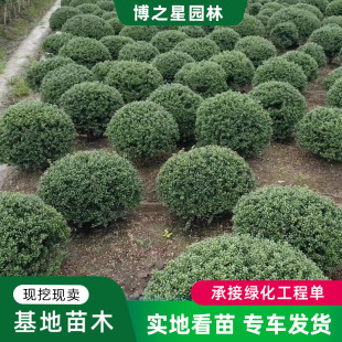 Wintergreen Ball, Cold-Resistant Shaped Ball Plant, Evergreen Landscape Tree for All Seasons, Villa Courtyard Greening Project Seedling