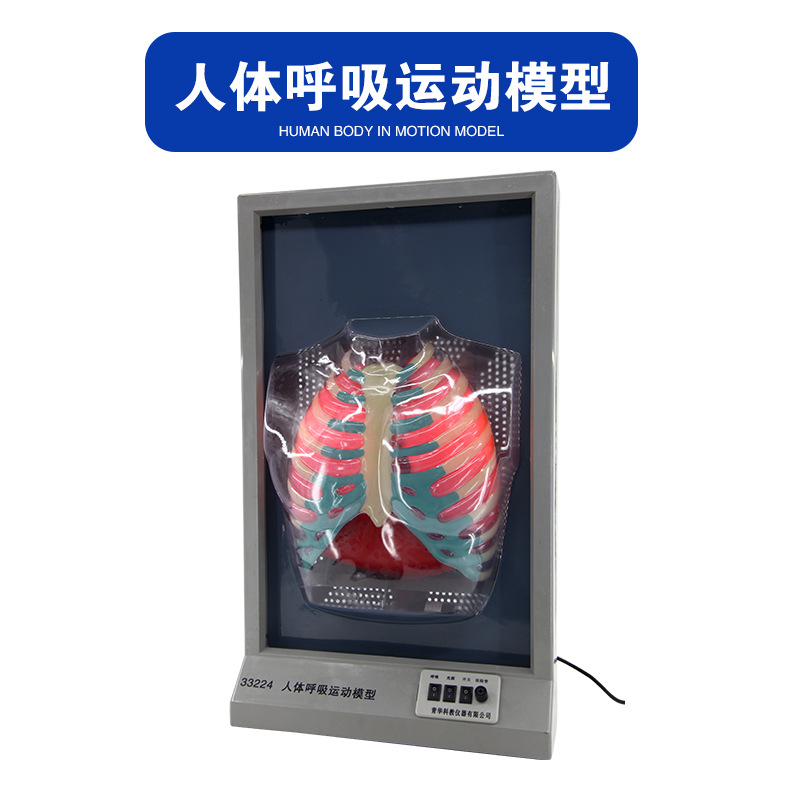 33224人体呼吸运动模型_02.jpg