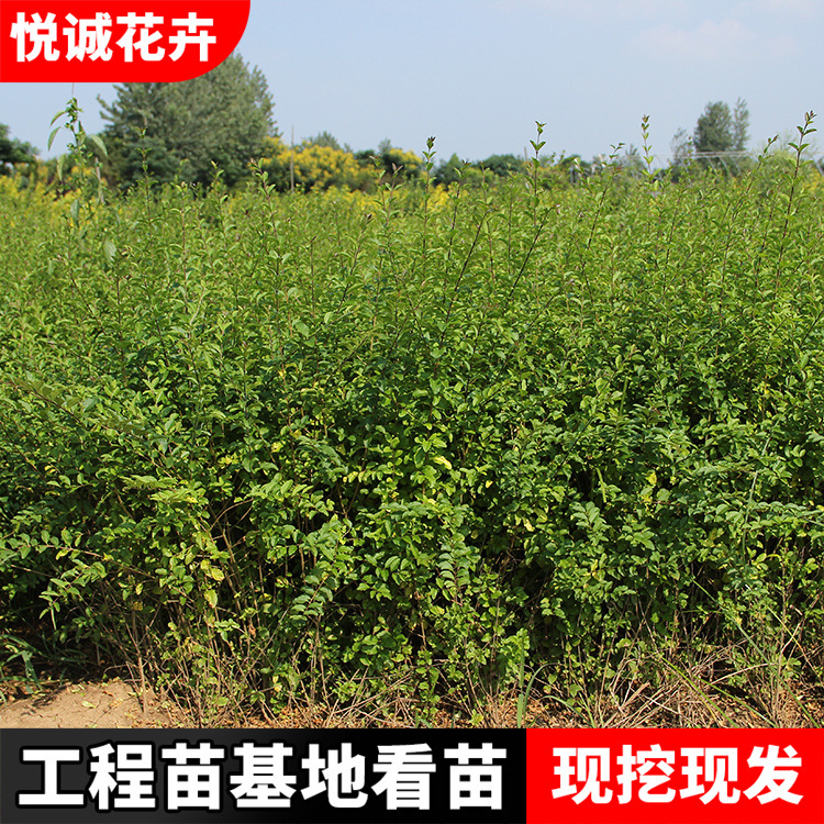 供应小叶女贞苗 园林绿化苗木t庭院丛生灌木色块绿篱植物青叶女贞