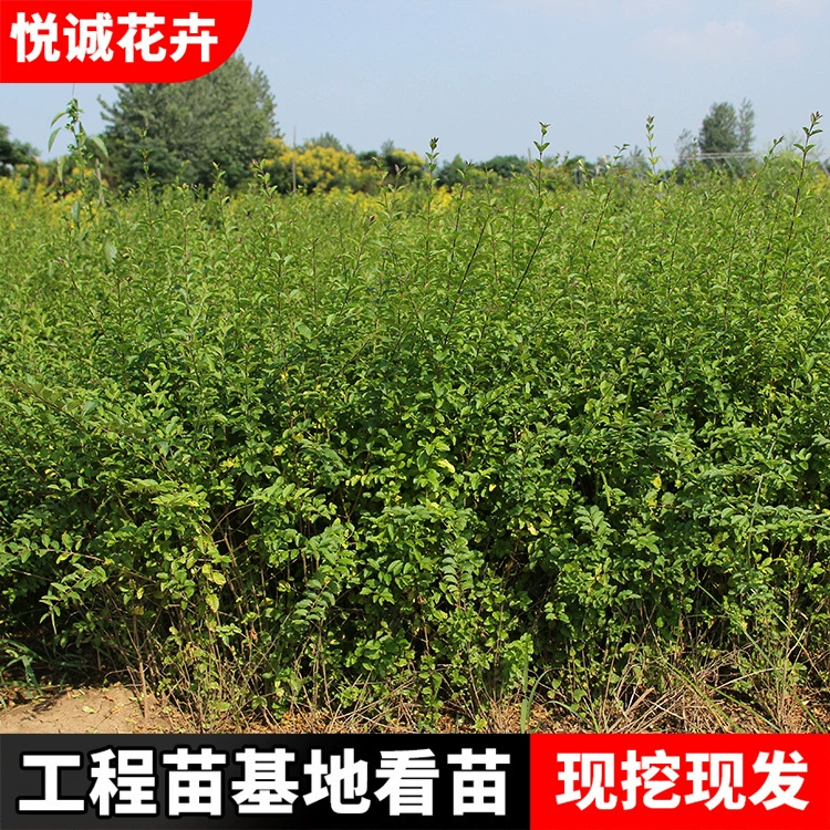 Поставка саженцев мелколистного лигустиума, ландшафтных саженцев, дворовых кустарников, цветных кустарников для живой изгороди, зеленолистного лигустиума.