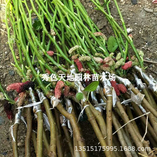 ɣ�����������ļ���ɣ��o�Ѵ�ʮɣ��̨���L��ɣ�Ϸ������NֲͥԺ