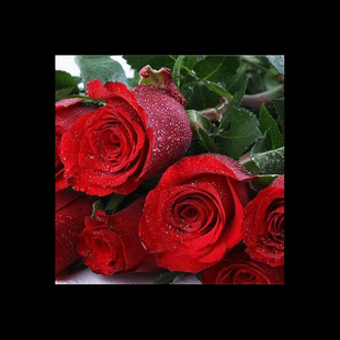 Red Rose Seeds, Yellow Rose Seeds, Flower Seeds That Can Be Planted in All Seasons, Simple and Easy to Plant