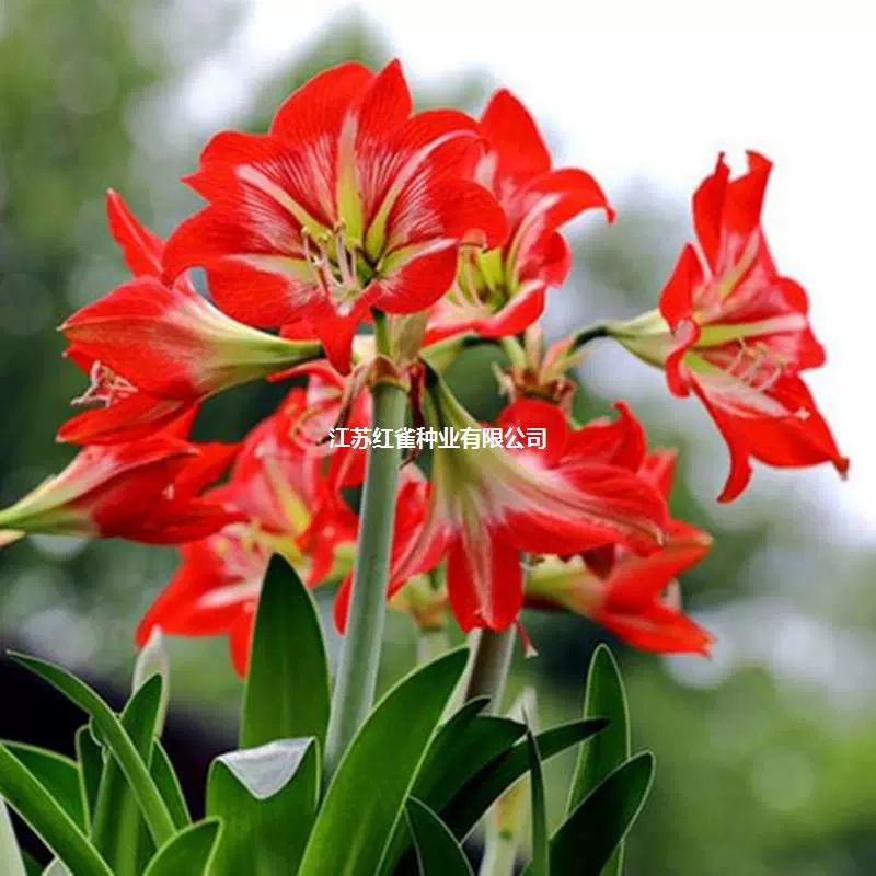 Гиппеаструм красный корм пара Линнан крытый горшечный горшок семена бонсай