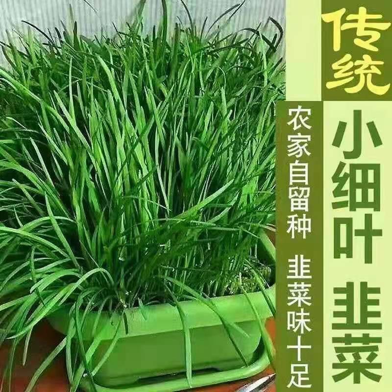 Now dig new leek root seedlings fragrant leek small leaf leek root old soil varieties purple red root fine leaf stupid leek balcony Now dig new leek root seedlings fragrant leek small leaf leek root old soil varieties purple red root fine leaf stupid leek balcony