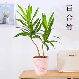 金心百合竹艺术造型室内桌面真绿植观叶盆栽客厅阳台基地四季好养