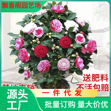 一件代发茶花苗山茶花树苗多色茶花带花苞的绿植花卉盆栽玫瑰花盆