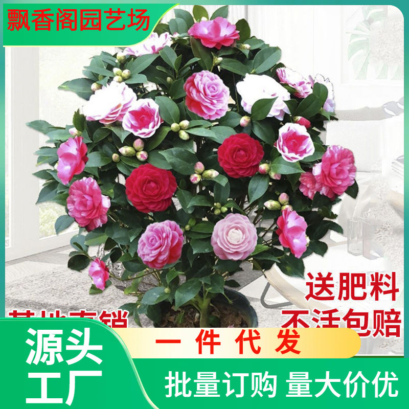 一件代发茶花苗山茶花树苗多色茶花带花苞的绿植花卉盆栽玫瑰花盆