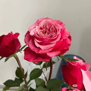 Dropshipping New Variety of Cut Roses for Besties, Large-Flowered, Fragrant, Upright and Disease-Resistant Potted Roses