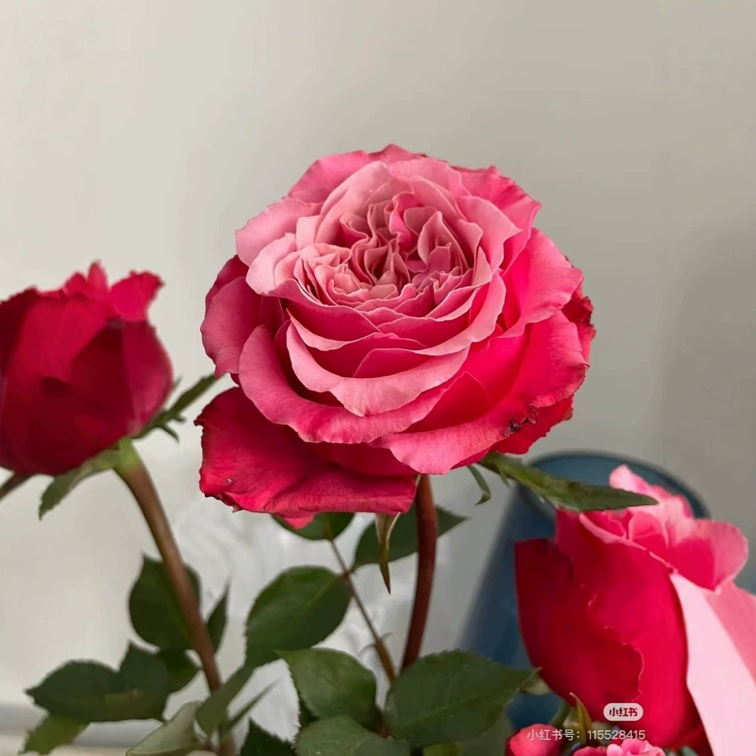 Дропшиппинг нового ассортимента роз для лучших друзей: крупнокоробковые, ароматные, прямостоячие и устойчивые к болезням розы в горшках.