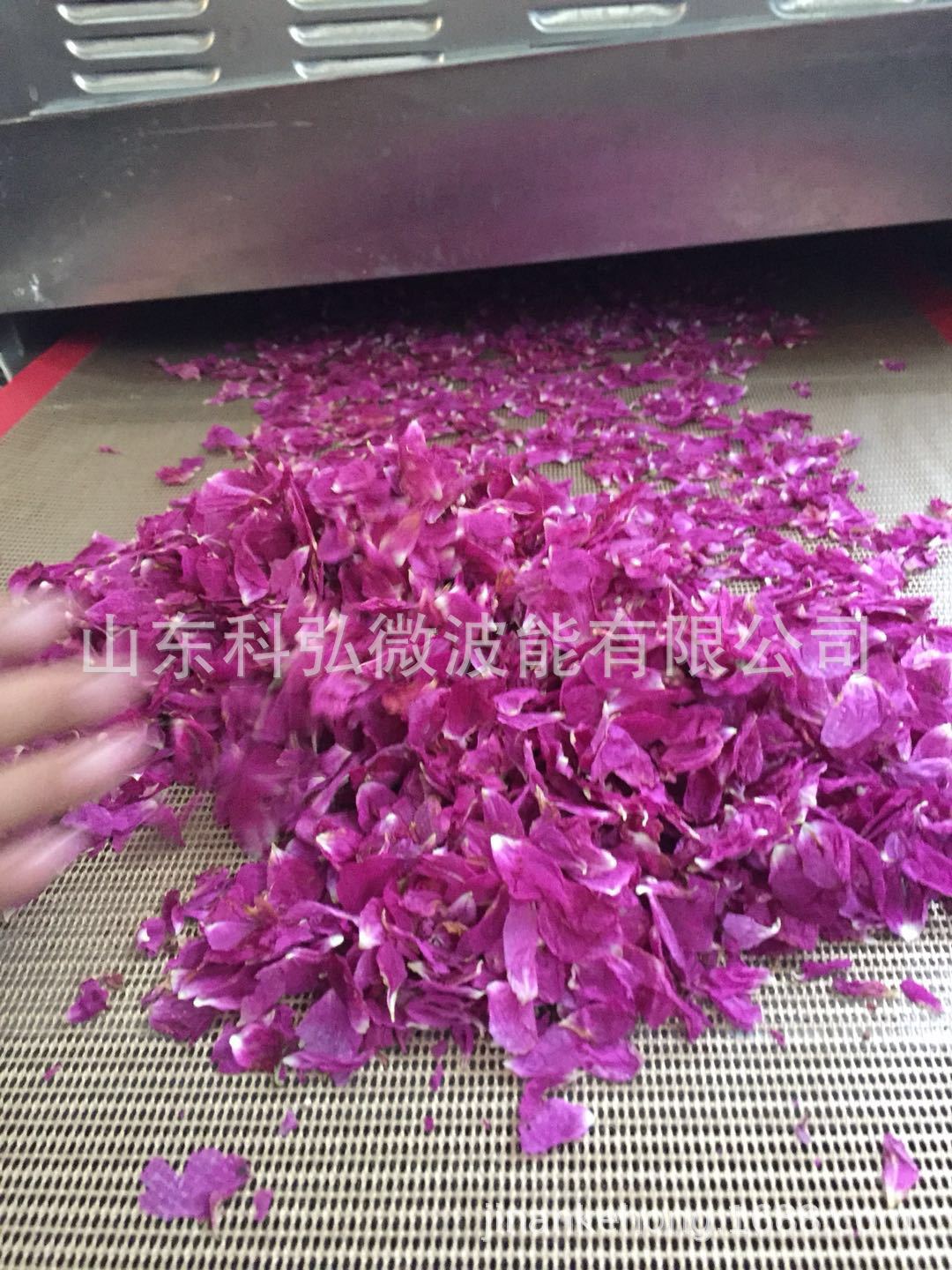 微波提取玫瑰精油设备