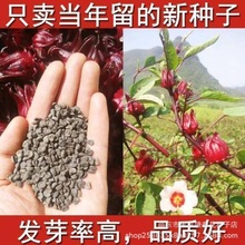 【红桃K种子】食用洛神花种子 玫瑰茄果花草茶种子新手易种植包邮