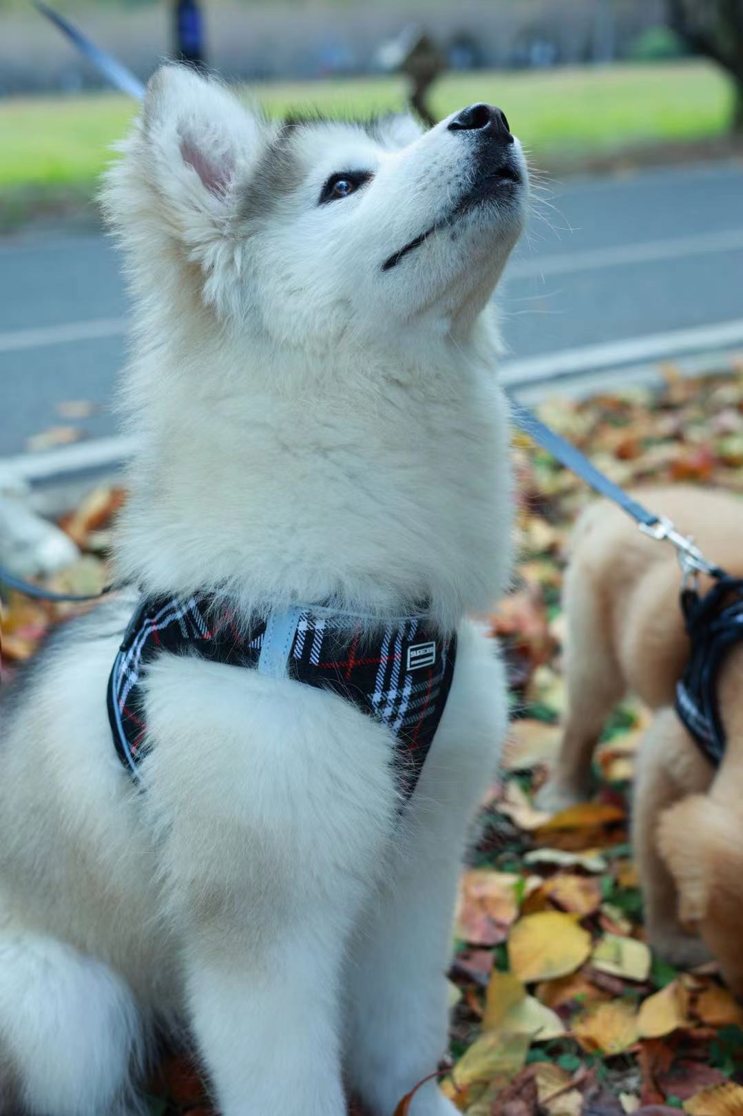 블랙