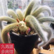 开花九尾狐多肉白长软毛植物高档盆栽花长毛系列猴尾巴办公室盆栽