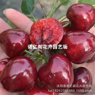 正宗车厘子树苗大樱桃树苗果树果苗嫁接矮化盆栽水果树南方北种植