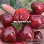 南方嫁接正宗盆栽果苗