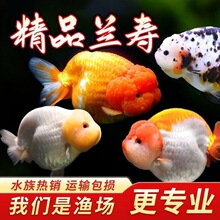 兰寿淡水鹤顶红国粹泰狮纯种冷水娃娃脸波妞金鱼观赏鱼好养鱼小型