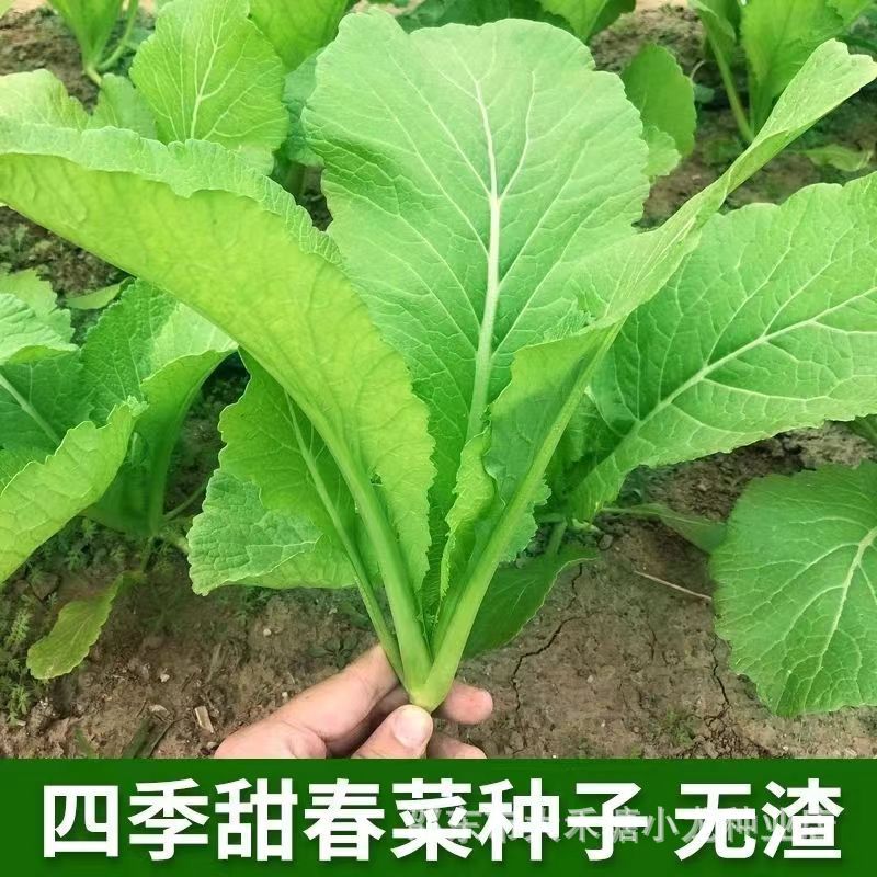 四季春菜种子煲汤王脆甜春菜种四季无筋甜春菜种子盆栽春菜种籽子