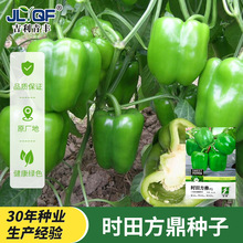 高产大果甜椒种子好吃肉厚皮薄圆青椒灯笼椒籽四季播混搭辣椒种子
