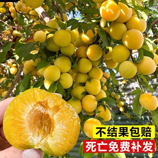 �����������Ә������A�����F�����R��������̨�����Ϸ������Nֲ
