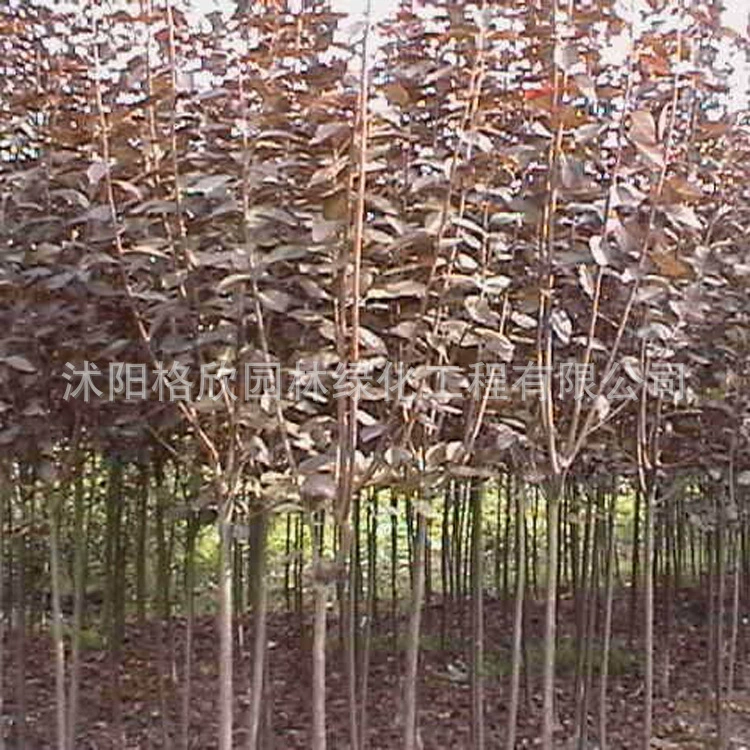 Фиолетовый Лист Сливы Оптовая Уличная Посадка Пейзаж Дерево Парк Открытое Поле Озеленение Беседка Цветной Блок Изюминка Красные Листья Сливы Саженцы