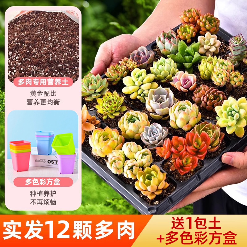 선택된 반복되지 않는 다육식물 12개 + 영양가 있는 흙 1팩 + 다채로운 조각 12개