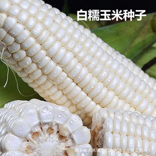 邵东市大禾塘小阳种业店