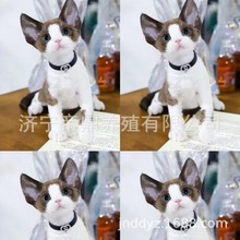 猫活体德文卷毛猫幼崽纯白拿破仑活猫孟加拉豹猫幼猫长毛蓝金渐层