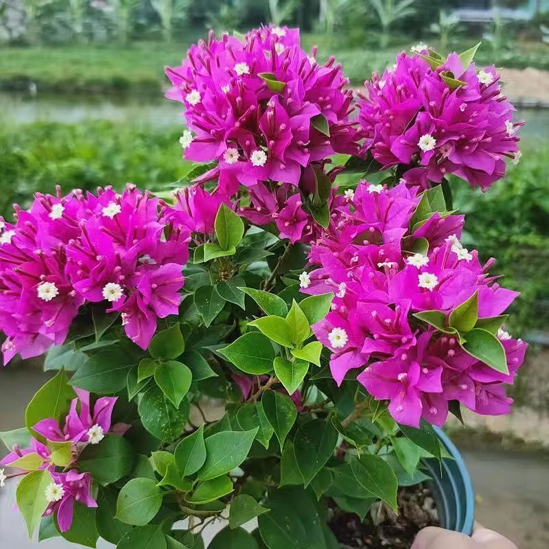 Qinhuahibiscus 老根耐寒性つる植物八重咲き四季開花鉢植え中庭観賞花バルコニー|undefined