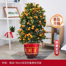 ��۽�ۘ����Ԏ����������Gֲ�����_�I������ɰ�ٿ͏d��ؔ�ļ���