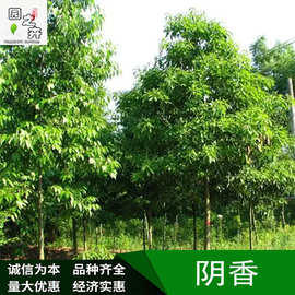 广东阴香苗木种植绿化产地园林花卉植物苗 园林景观