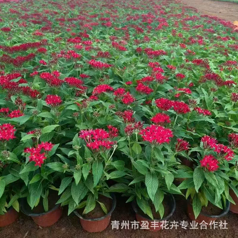 Пятизвездочный цветок в горшке, разноцветная серия цветов с травой, зеленое растение для двора и балкона, цветущий пятизвездочный цветок, звездный цветок в горшке оптом