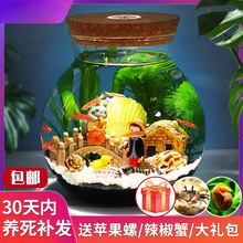 生态瓶微景观水族箱造景斗鱼缸办公桌面客厅玻璃鱼缸生态球微景观