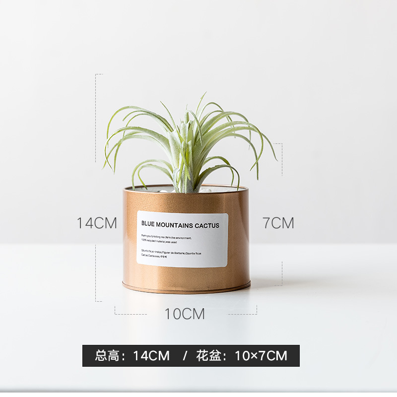 금 철 캔 + 공기 파인애플 모피 그린