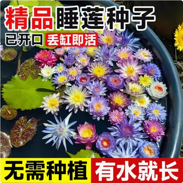 Трансграничные бестселлеры: семена водяной лилии, которые цветут в любое время года, гидропонные растения для аквариума, семена лотоса в миске, беспочвенные гидропонные водные растения водяной лилии.