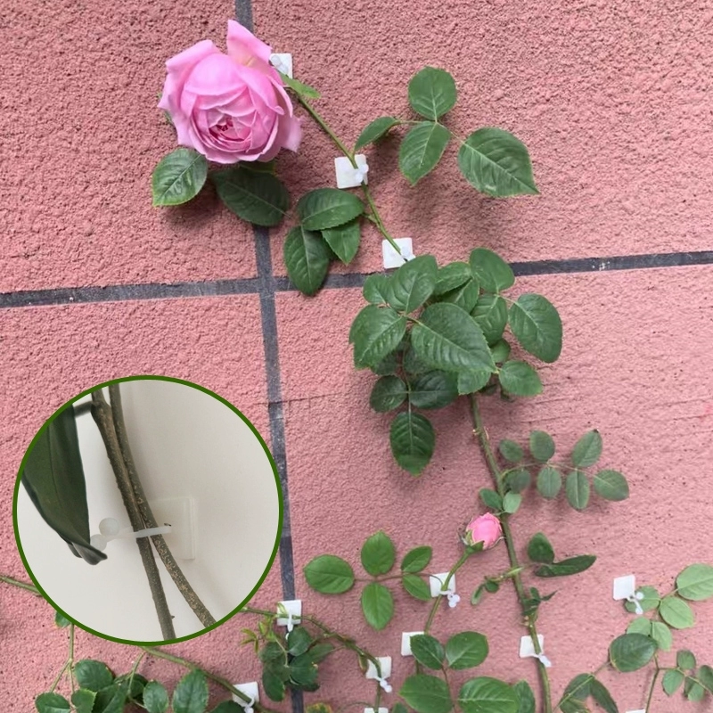 Виноградная роза фиксатор садоводческие инструменты Виноградная лоза