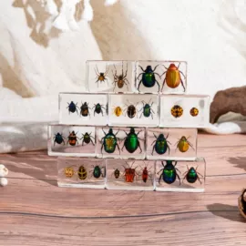 标本;树脂工艺品;科教玩具