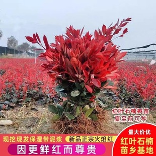 �t�~ʯ������ߗU��ͥԺ�@�քe�����ξGֲ�G���ļ������ͺ��ͺ�