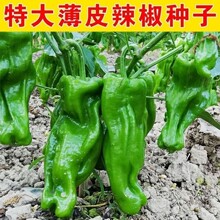 辣椒种子  四季播种薄皮青椒种子虎皮椒蔬菜盆栽阳台庭院蔬菜种籽
