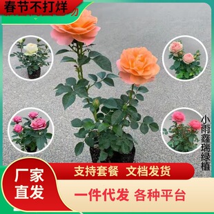һ�����lõ�廨�绨�ܹ�֭�̨���Ԏ������҃����ļ��^��ֲ���¼�