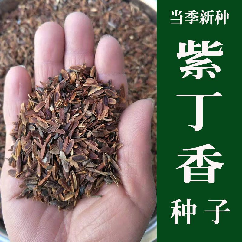 当年新采紫丁香种子 紫丁香树种籽 紫丁香花种子 暴马丁香种子