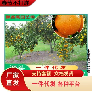 爱媛28号柑桔红美人橘子树苗嫁接早熟杂柑果树苗盆栽果树当年结果
