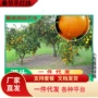 爱媛盆栽嫁接早熟果树苗