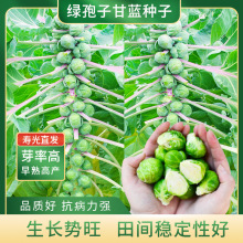 绿孢子甘蓝种子抱子甘蓝菜籽子持小包菜卷心菜包心菜孑农家蔬菜孑