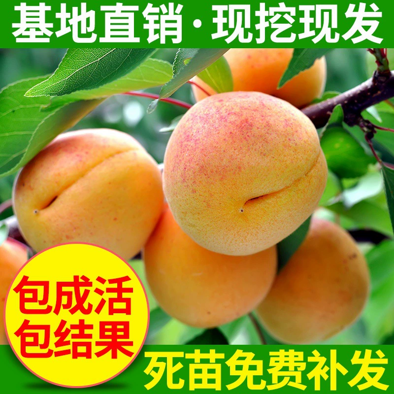 Саженцы абрикосовых деревьев, саженцы фруктов, горшечные растения, очень большие сладкие абрикосы золотого цвета, саженцы абрикосов, посаженные в северном грунте, плодоносящие в том же году.