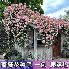 爬藤月季蔷薇花种子家庭阳台小院四季播种花海打造山东条红或片红